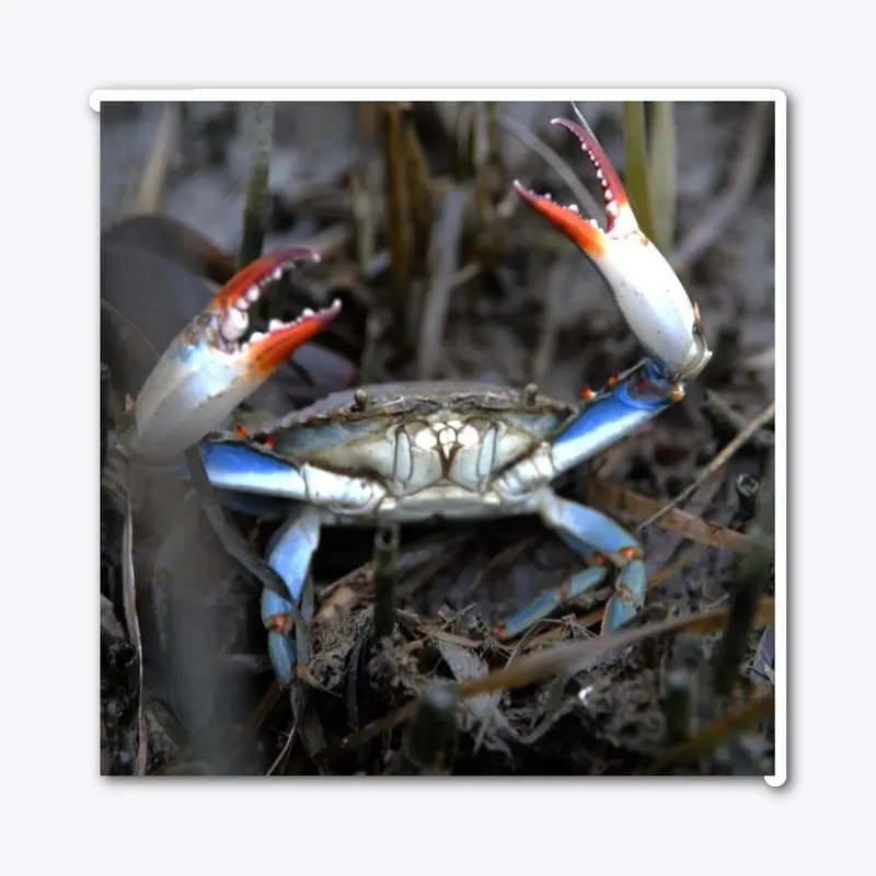 Blue Crab